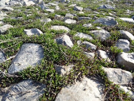 close up. green spring grass sprouts between the gray stones of the roadの写真素材