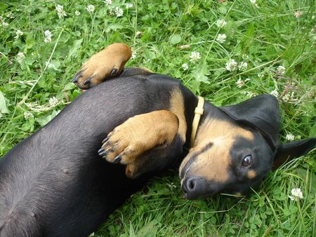 a black and tan cute Dachshund is lying on its back on a green flowering clover close upの写真素材