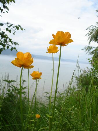 Orange flowers on a background of greenery and a river close upの写真素材