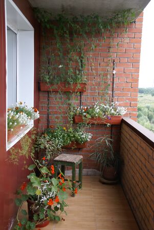 there is a flower garden on the balcony. orange and white flowers grow in boxes and pots, a bindweed grows on the wall, a small patch of forest and blue sky are visible from the balconyの写真素材