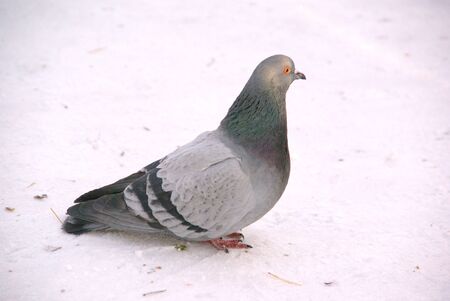 on the trampled white snow sits a Gray pigeon with red eyes and paws, a large plan.の写真素材