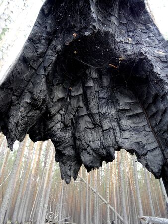 the charred trunk of a tree hangs in the air and through it you can see the trunks of pinesの写真素材