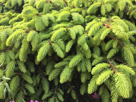 many tender green young shoots of spruceの写真素材