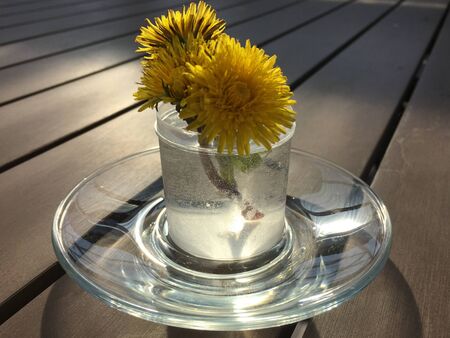 a bunch of dandelions on a brown garden table in the sunの写真素材