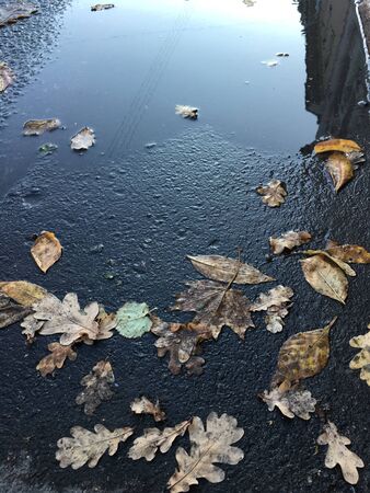 autumn leaves lie on the asphalt black from the rain near a puddle in which the sky, wires and part of the building are reflectedの写真素材