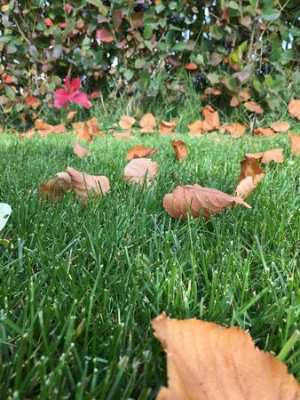 autumn leaves are lying on the green manicured lawn. in the background is a wall of leafy shrub hedges in autumn colorの写真素材