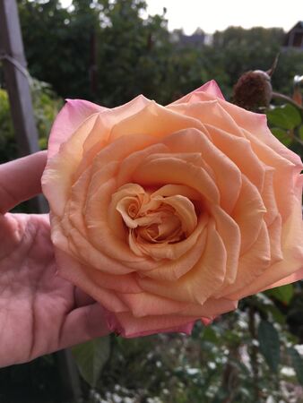 hand holding a large cream flower garden roseの写真素材