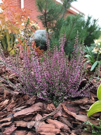 purple Heather Bush in an autumn flower bed close upの写真素材