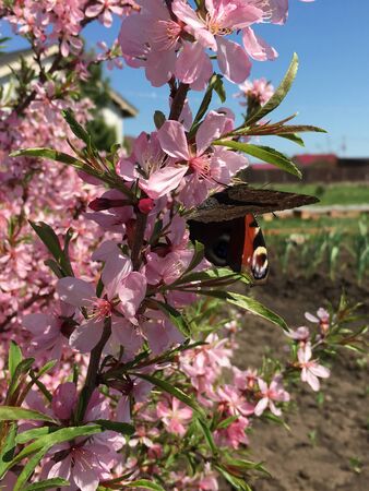 a bright butterfly sits in profile on a branch of almonds blooming with pink flowersの写真素材