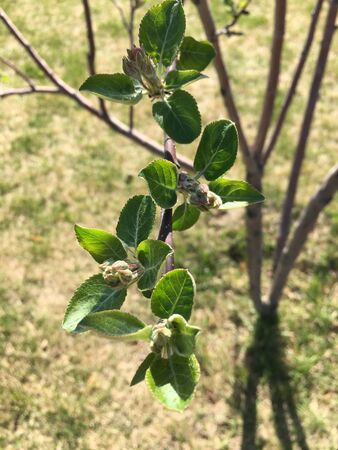 Apple tree branch with flower buds and small leaves on a blurry backgroundの写真素材