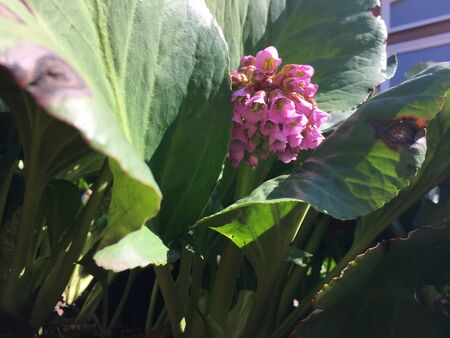 Soft pink inflorescence of Badan among large dark green, leathery leavesの写真素材