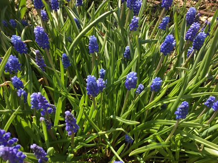 meadow of blue Muskarciの写真素材