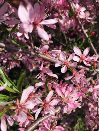 bright pink almond flowers with small stamens on brown branches close-upの写真素材