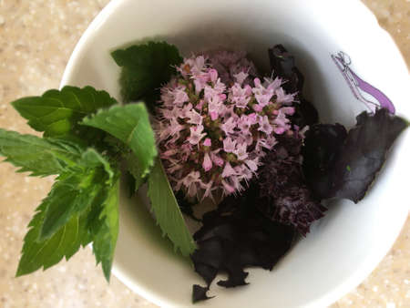 close-up of aromatic herbs, a bright green sprig of peppermint, a delicate inflorescence of oregano, a dark purple sprig of baselica prepared for brewing inside a ceramic mugの写真素材