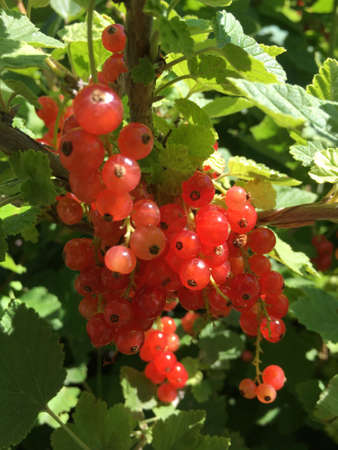 several brushes of large ripe red currant berries close upの写真素材