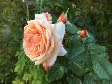 a branch of a delicate cream colored rose with a blooming flower and buds on a background of juicy greeneryの写真素材