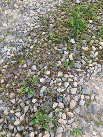 the old gravel road is overgrown with green grasses forming an interesting natural patternの写真素材
