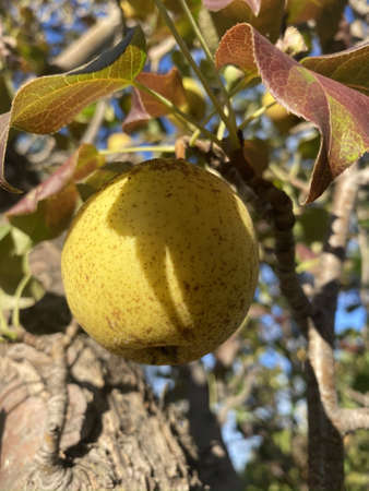 Yellow fruit of the Siberian pear.the skin of the pear is covered with light brown spots, the foliage on the tree is yellow-brown. in the background you can see a tree trunk and a piece of blue skyの写真素材