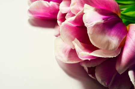 pink and white tulipsの写真素材