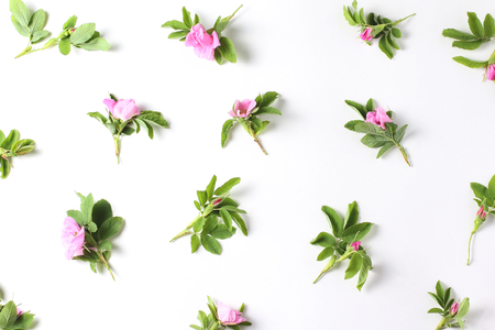 Pattern of fresh wild roses on a white background. flat lay, top viewの写真素材
