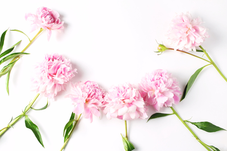 beautiful composition of peonies on a white background. flat lay, creative layoutの写真素材
