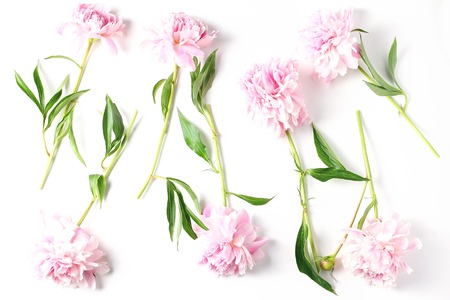 pattern from fresh flowers on a white background. beautiful peonies in light pink color. flat lay, top viewの写真素材