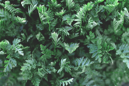 leaves of wild flowers shot in nature. high angle view. moody floralの写真素材