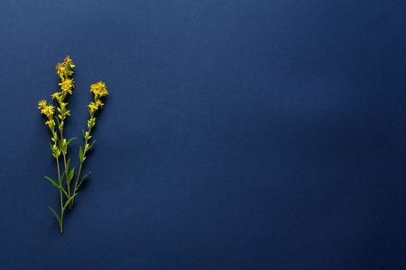 minimal composition on a dark blue background. yellow fresh wild flowers, space for a text, top view