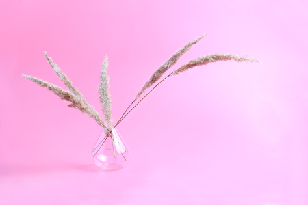 bouquet of dry wild plants in a transparent small vase. pink backgroundの写真素材