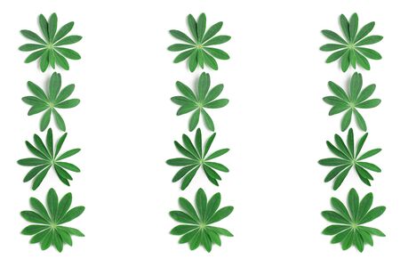 pattern of fresh leaves of lupine on a white background. flat lay, top view.の写真素材