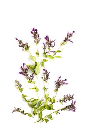 beautiful phlox flowers branches frame on white background. flat lay, vertical compositionの写真素材