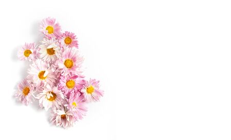 composition pink chrysanthemums on a white background.minimal flower concept, flat lay, copy space.の写真素材