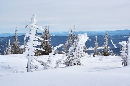 winter landscape. beautiful snow-covered fir trees. christmas mood.の写真素材