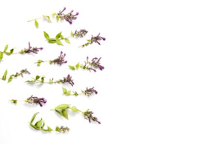 border with wildflowers on white background. flat lay, top view, copy space.