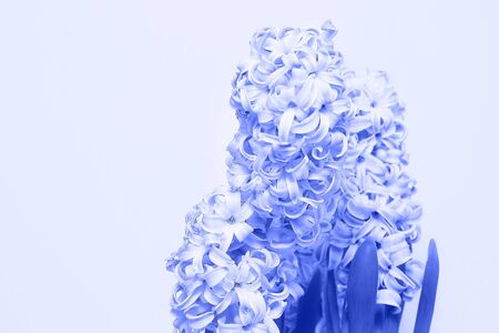 beautiful spring flowers close-up. blossoms of hyacinths toned in blue colorの写真素材