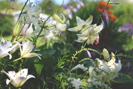 white Lily flowers on a flower bed. beautiful summer gardenの写真素材