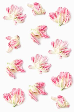 a pattern of beautiful white and red flowers on a white background. the parrot Tulip variety.. flat lay, vertical frame.の写真素材