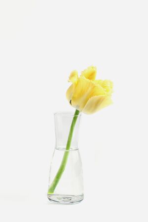 minimalistic floral arrangement. yellow tulip in a vase on a white background.の写真素材