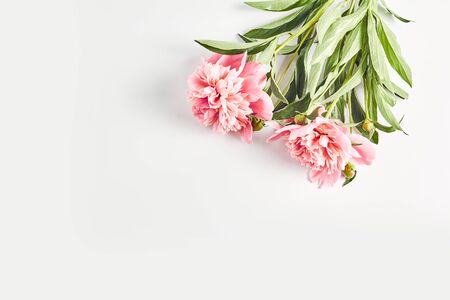 wedding invitation concept. beautiful pink peonies on a white background. simple flat layout, space for text.の写真素材