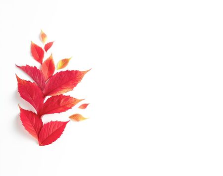 autumn composition. frame made of fall red leaves on white background. flat lay, copy spaceの写真素材