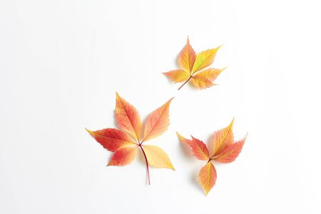 minimalistic autumn composition. beautiful leaves on a white background, space for text, simple flat layoutの写真素材