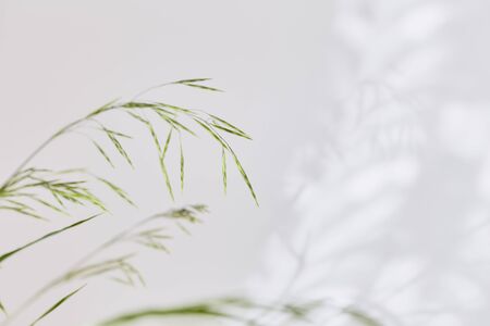 the minimalistic concept. wild green grasses on a light background in blurry focus. mood aesthetics, top view.の写真素材