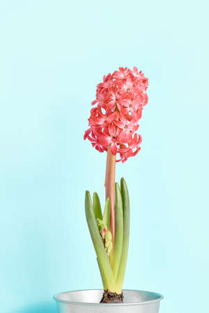 spring flower composition. beautiful red hyacinth in a pot on a blue background.の写真素材