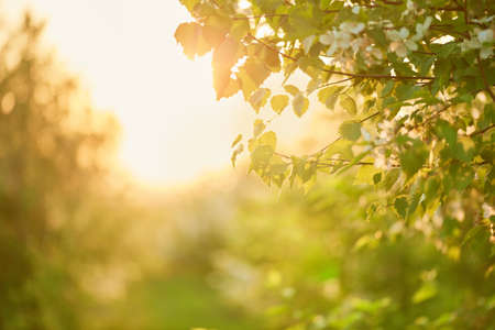beautiful tree branch with green leaves close-up. rays of the setting sun in the spring park. blurred background with bokeh and space for text.の写真素材