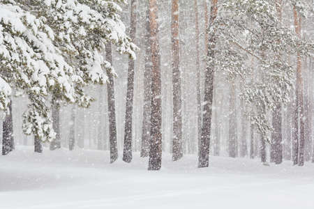 colorful snowflakes on snowy forest background. Christmas snowfall in park.の写真素材