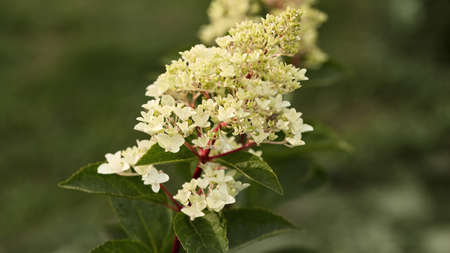 a branch of a blooming hydrangea with white flowers in the garden against a green lawn. copy space....