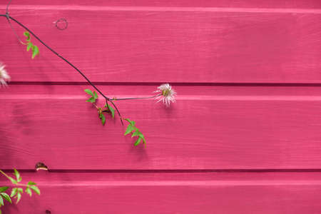 modern minimalistic concept. a beautiful green clematis branch against a background of red wood...