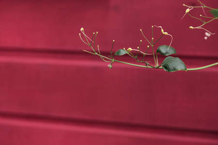 green branch on a background of red wooden boards. minimalistic mock-up, blurred background.の写真素材