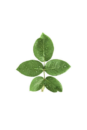 green leaves roses in drops of dew on a white background. an isolated object. top view, minimalistic...