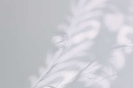 abstract summer background. beautiful shadows of wildflower, grass. top view, minimal concept.